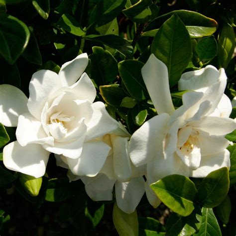 southern gardenia plants.